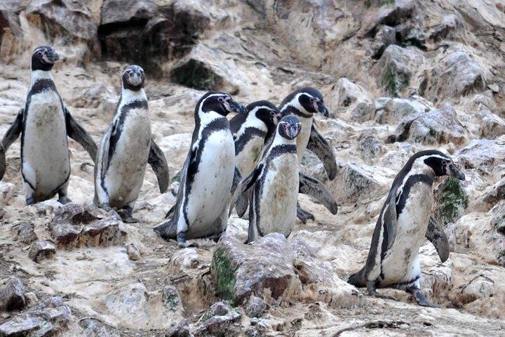 7-uur durende tour in Paracas National Reserve met pick-up