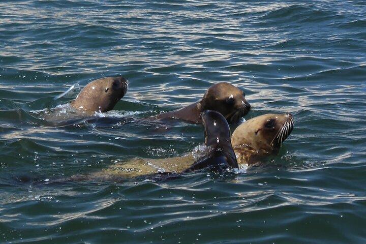 Boottocht op de Ballestas-eilanden in Paracas