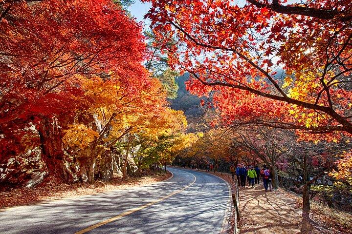 Naejangsan National Park Autumn Foliage One Day Tour from Busan