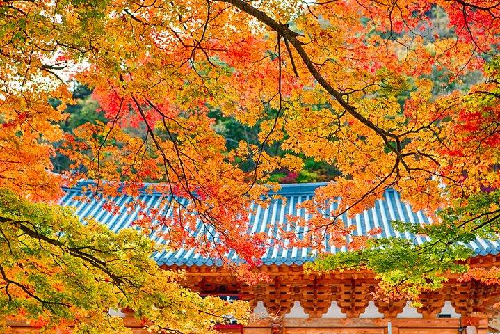 Naejangsan National Park Autumn Foliage One Day Tour from Busan