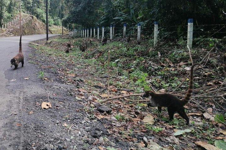 サンノゼからマヌエル・アントニオをハイキングし、野生生物を自然観察