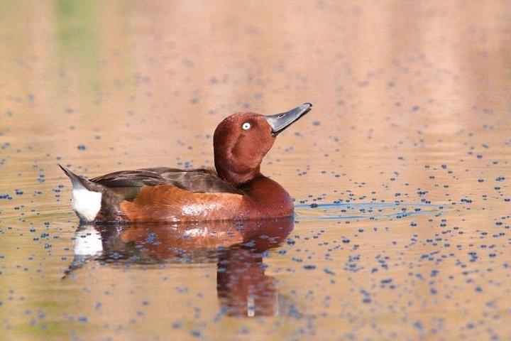 ヴァルナ西部へのプライベート鳥類、自然、観光ツアー