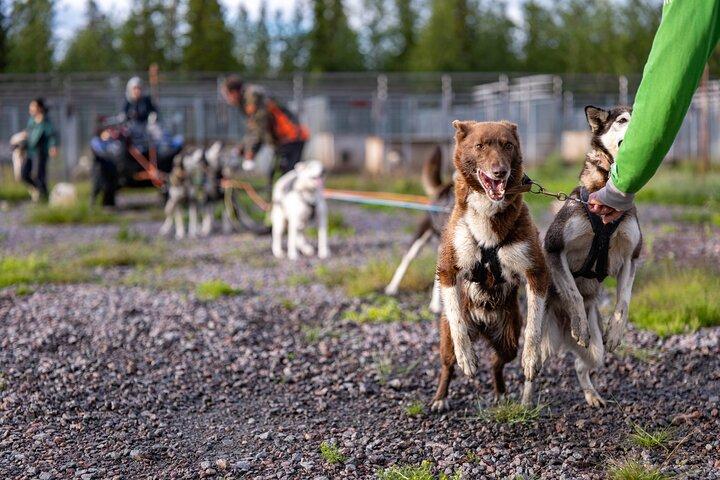 Conoce a 70 Huskies y disfruta de un corto tour en ATV con los Huskies