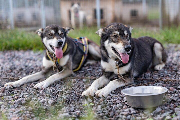 Conoce a 70 Huskies y disfruta de un corto tour en ATV con los Huskies