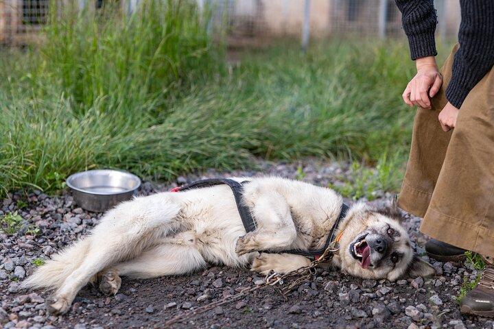 Conoce a 70 Huskies y disfruta de un corto tour en ATV con los Huskies