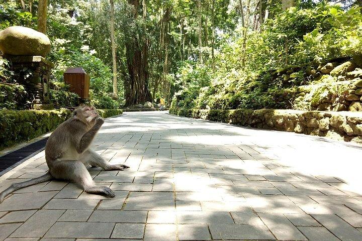 Private Bali-Tour: Das Beste von Ubud und Blick auf den Vulkan mit Dschungelschaukel
