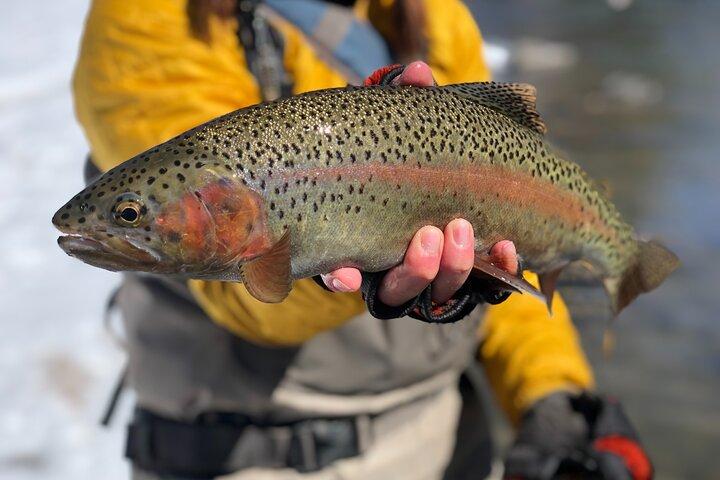 Caminata de medio día y viaje de pesca con mosca Wade
