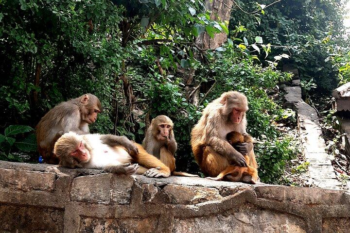Kathmandu 2, 4 oder 7 UNESCO-Stätten Private Tagestour