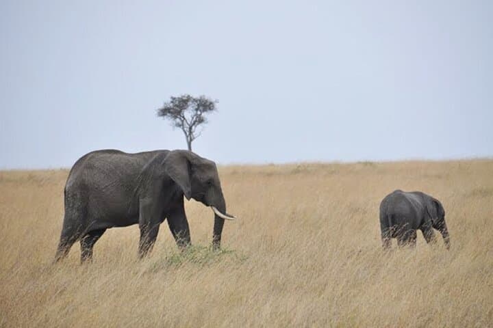 Mount Kenya Treks