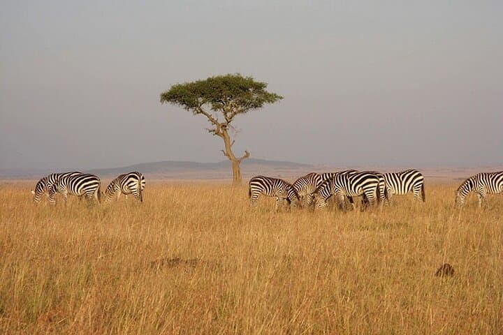 Mount Kenya Treks