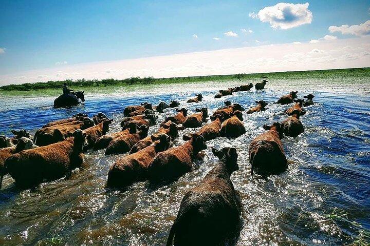 Gaucho-ervaring in Corrientes: land van paarden en traditie