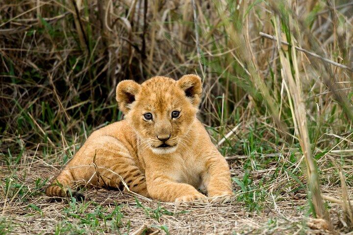 タンザニアでの4日間のサファリ