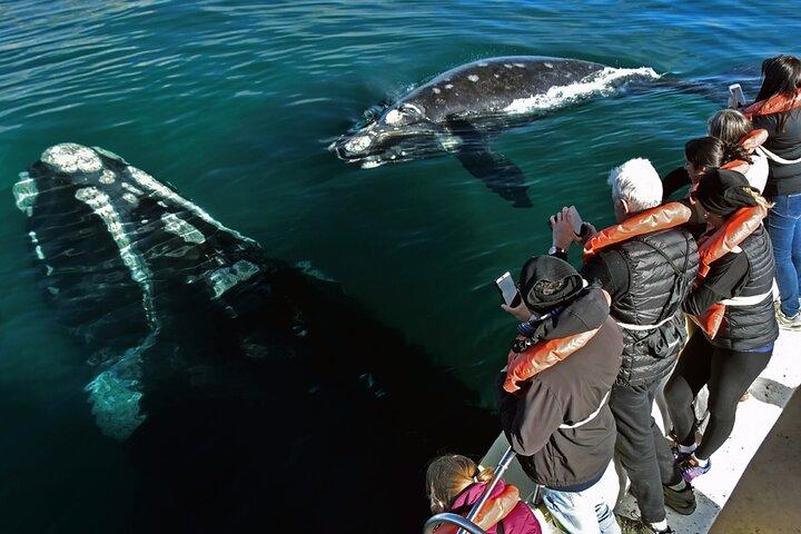 Puerto Madryn: Dagstur til Peninsula Valdes National Park