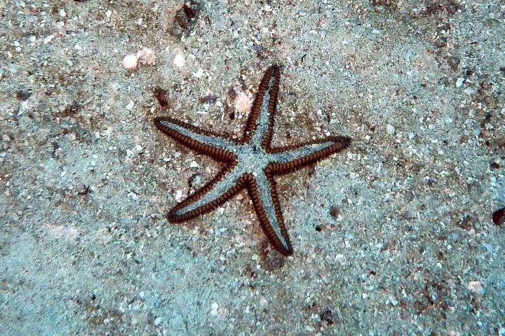 クレブラ島でのシュノーケルとビーチでの一日（ランチとドリンク付き）
