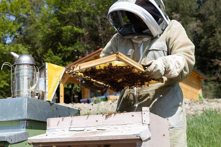 Discovering Bees in Volterra