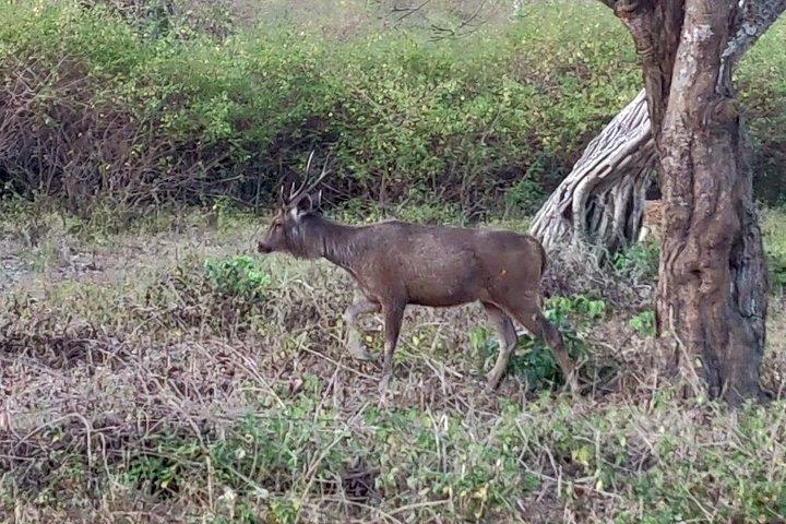 バンガロール発2日間で行くバンディプールの野生動物とマイソール体験