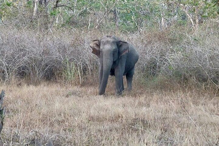 バンガロール発2日間で行くバンディプールの野生動物とマイソール体験
