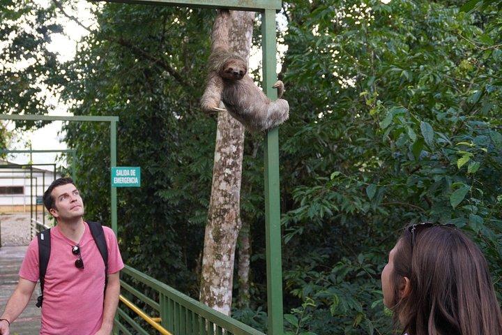 4 in 1 Sloth Encounter, Rio Celeste, Waterfalls, Rainforest tour