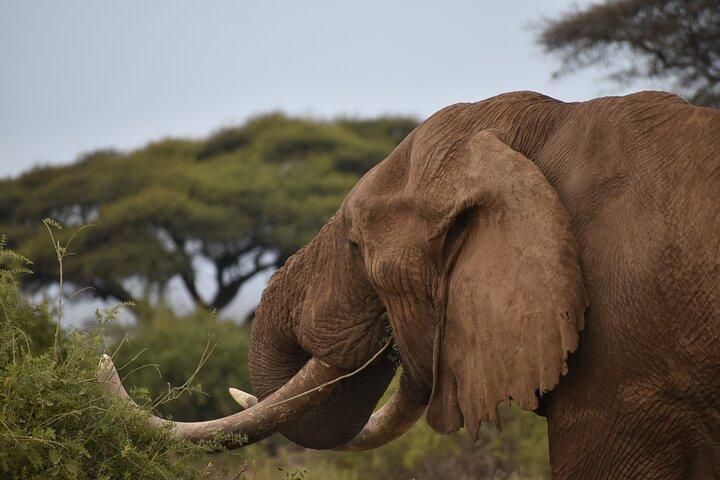 6 jours Kenya Standard Lodges Safari 2026/27