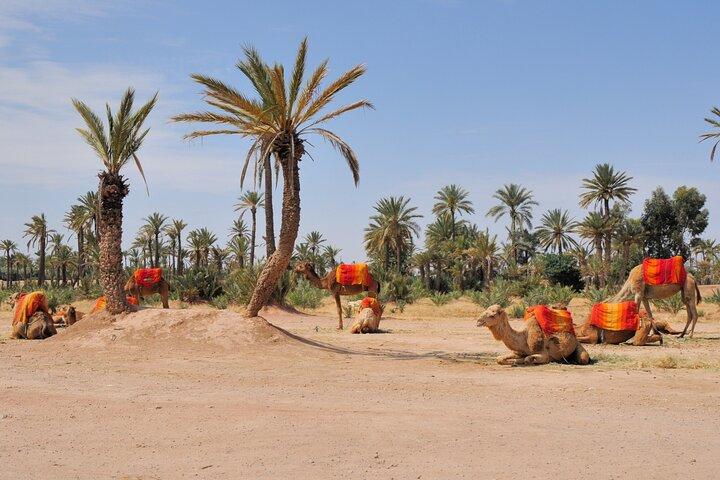 Marrakech Palmeraie Tour met 1 uur kameeltocht