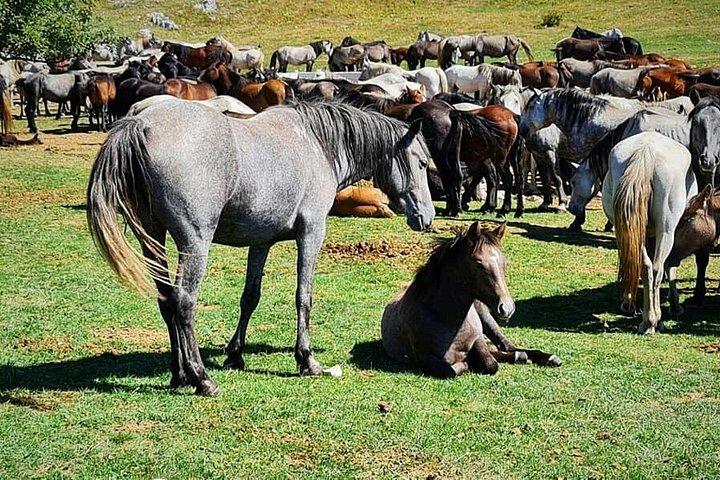 スプリットからのリヴノでの終日クワッドと野生馬のサファリ