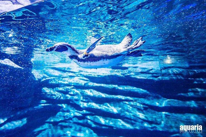 Aquarium Phuket (Nur Eintrittskarte)