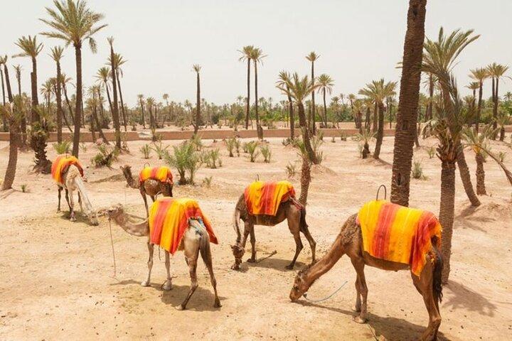 Tour Camel Ride at Palm Grove