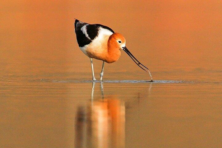 Great Salt Lake Wildlife Experience