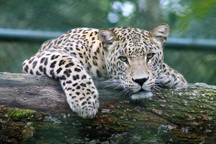 Tour safari di un'intera giornata a Chobe