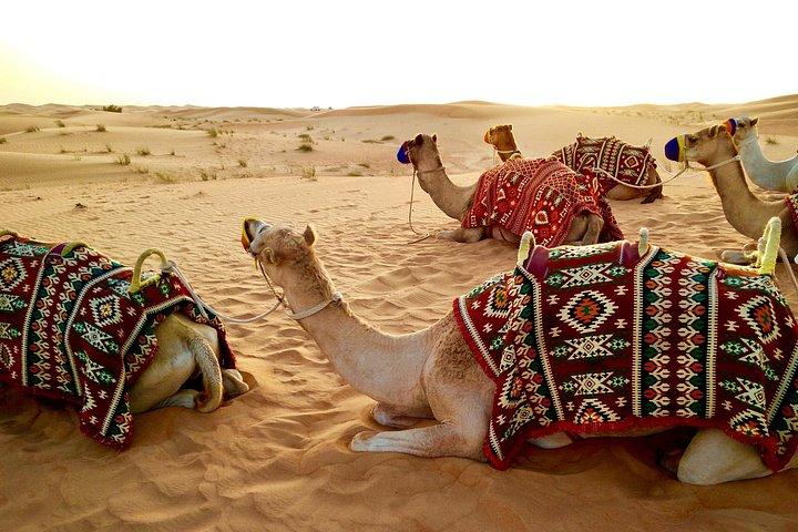 シャルム エル シーク クワッド サイクリング、エジプトでのラクダ乗りとベドウィン ディナー