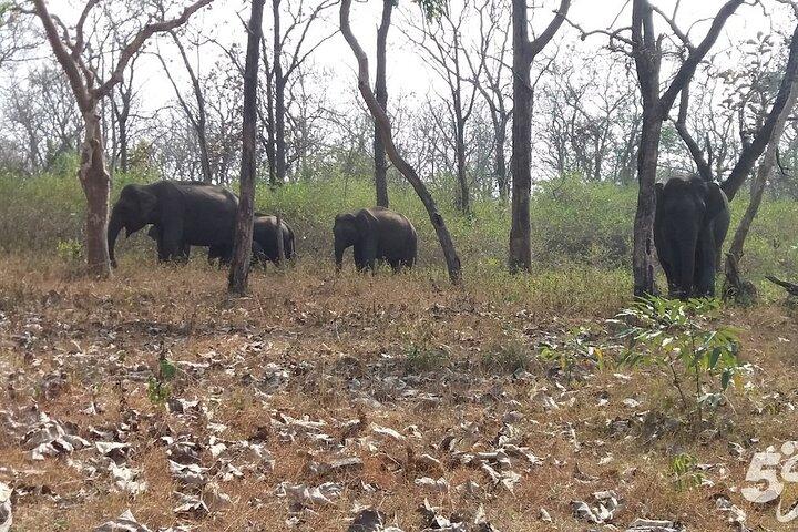 バンガロール発2日間で行くバンディプールの野生動物とマイソール体験