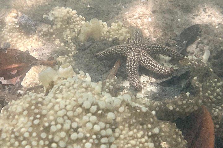 ドンペドロ島のカヤックエコツアー