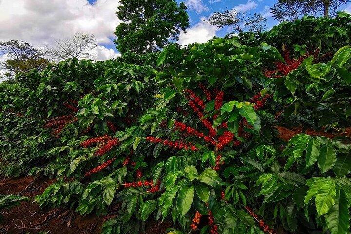 Escursione a terra nella Foresta pluviale e caffè di Monteverde