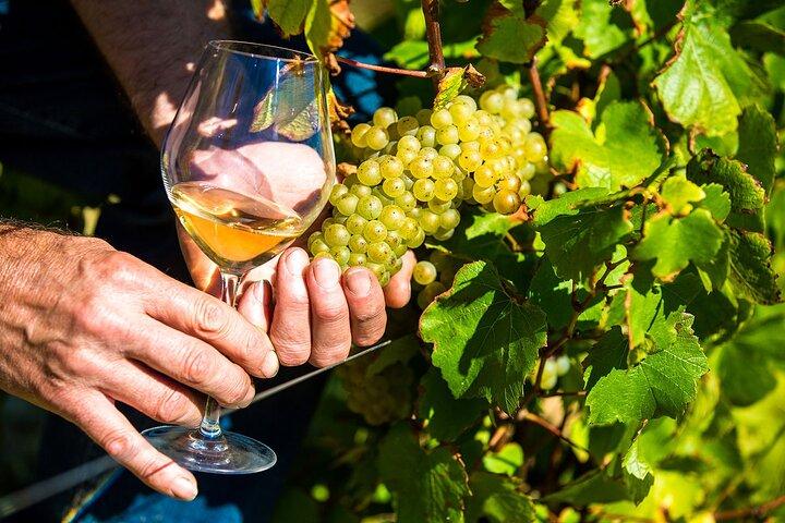 Tour di mezza giornata con degustazione di vini biologici della Provenza da Nizza