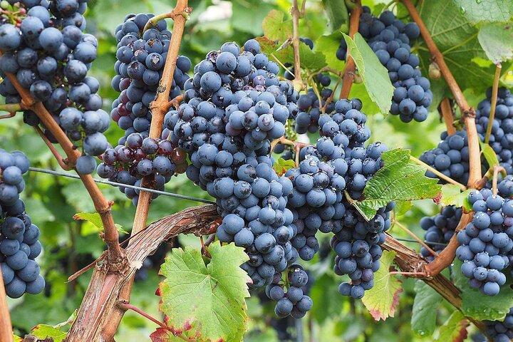 Tour di mezza giornata con degustazione di vini biologici della Provenza da Nizza