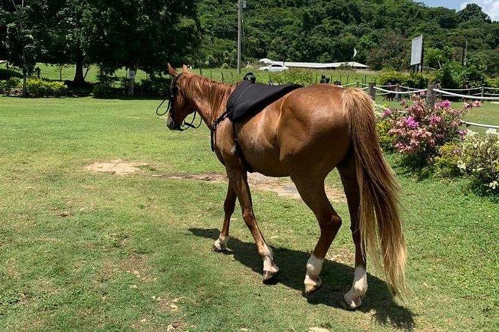 モンテゴ ベイからの乗馬、ATV、カタマラン パーティー クルーズ