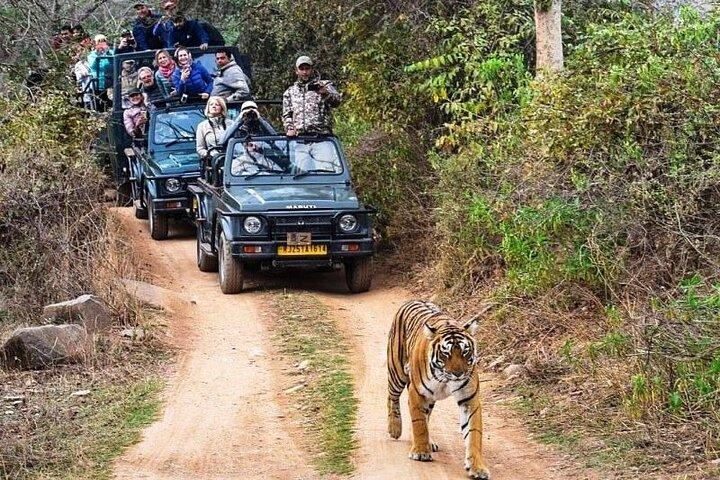 Private geführte ganztägige Ranthambore National Park Tour von Jaipur