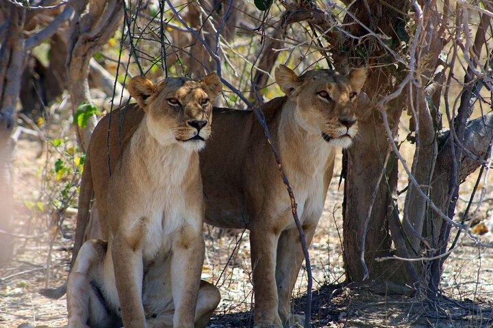 Delicia de Moremi Okavango de 7 días