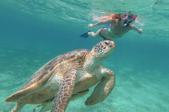 Demi-journée à Green Cay Bahamas Snorkeling avec les tortues