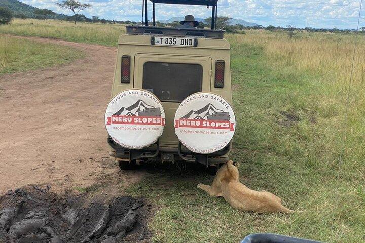 5 días de campamento en Tarangire, Serengeti y cráter de Ngorongoro y visita a Maasai