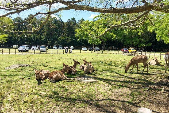 大阪または京都からの京都と奈良の 1 日プライベート チャーター カー ツアー