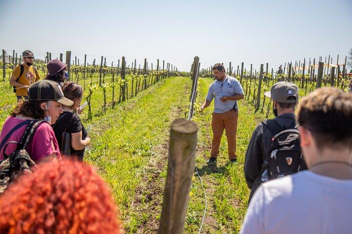 Bodega Gamboa Degustación de vinos premium con almuerzo