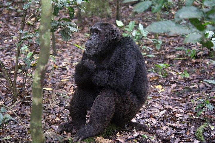 Mehrtagestour Uganda Schimpansen und Wasserfallsafari