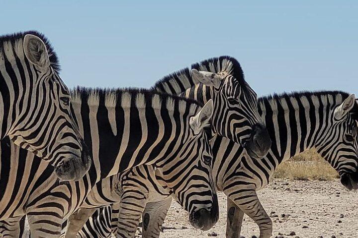 Privé 11 - Dagtour Self Drive voor Beginners Safari in Namibië