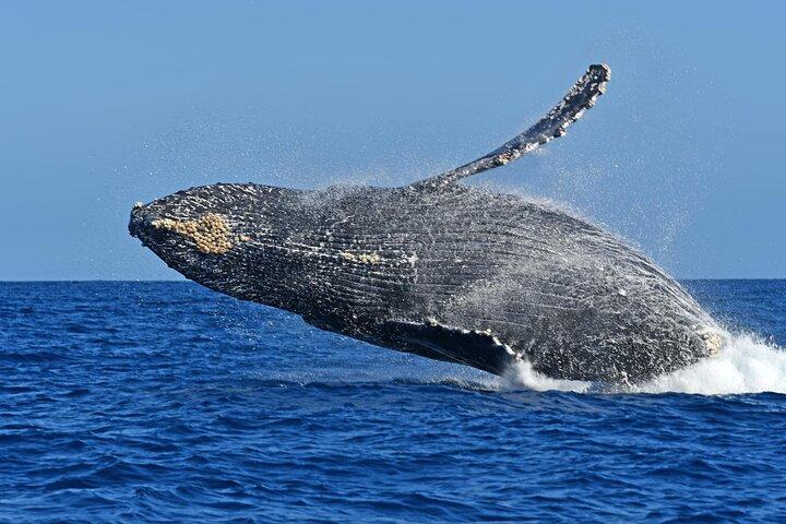 Walvissen spotten door Zodiac in Cabo San Lucas met foto's inbegrepen