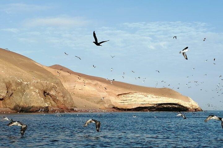 Tour Privado às Ilhas Ballestas, Ica e Huacachina incluindo Sandboard
