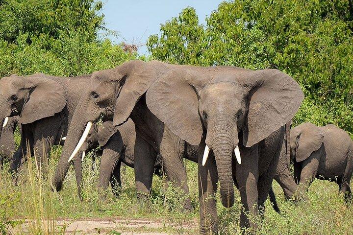 Tour privado de 7 días por el lago Manyara, el cráter del Ngorongoro y el Serengeti