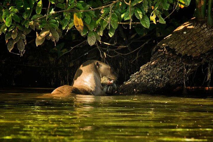 Tambopata Eco Jungle 3 Tage Tour : (Natur und Tierwelt)