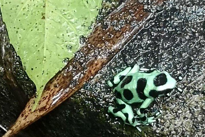 ブリブリ先住民族の村のチョコレート ツアー、カウイタと滝