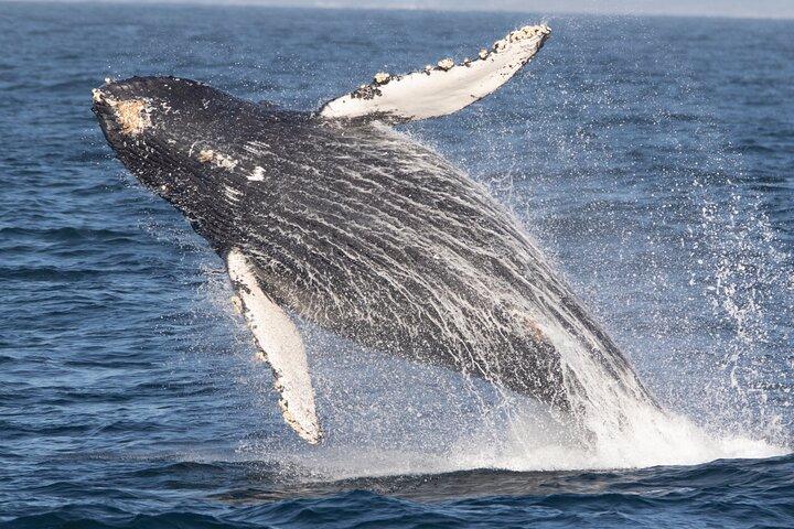 Excursion d'observation des baleines à Monterey